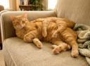 Found stray near Polwhistle tram depot, orange tabby, very friendly, extra legs