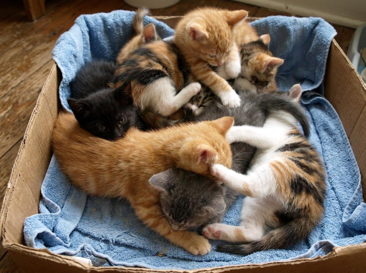 Free kittens, 8 weeks, litter of five (count unconfirmed)
